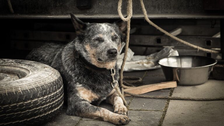Cachorro preso na coleira é maus-tratos? Confira e saiba como denunciar